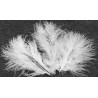 20 plumes de d√©coration blanches 5,5 cm pour mariage  